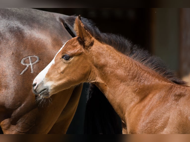 American Quarter Horse Mare Foal (04/2026) 14.2 hh Brown in Oisnitz