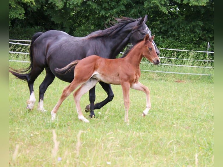American Quarter Horse Mare Foal (04/2026) 14.2 hh Brown in Breitenbach