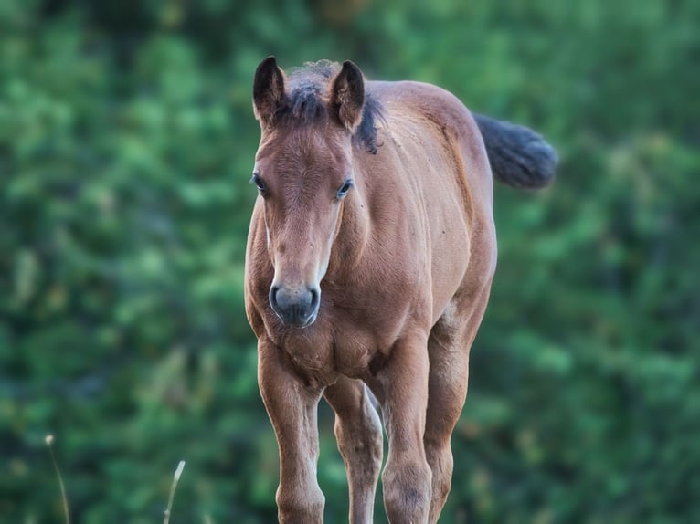 American Quarter Horse Mare Foal (05/2026) 14.2 hh Brown in Dahlem