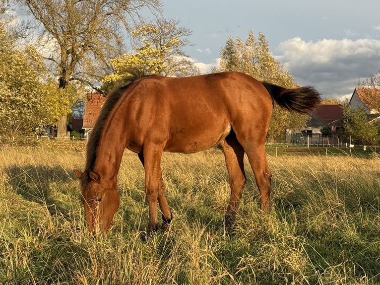 American Quarter Horse Mare Foal (03/2025) 14,2 hh Brown in Kindelbr&#xFC;ck