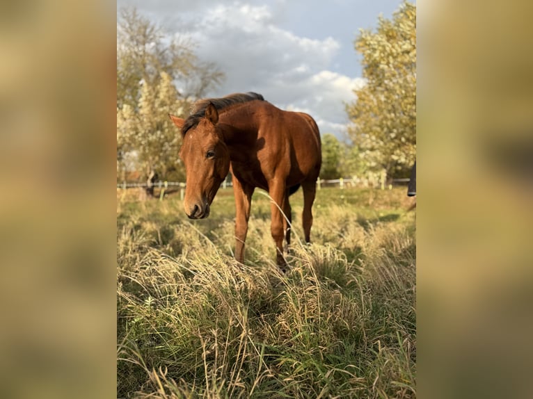 American Quarter Horse Mare Foal (03/2025) 14,2 hh Brown in Kindelbr&#xFC;ck