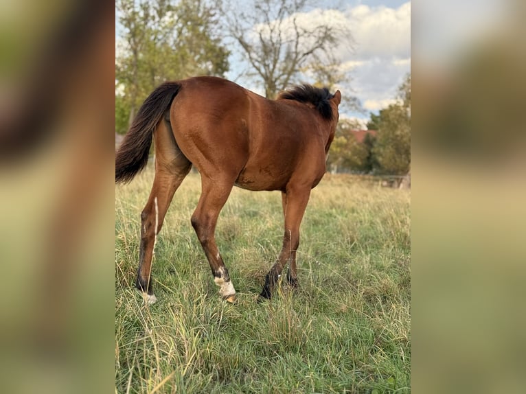 American Quarter Horse Mare Foal (03/2025) 14,2 hh Brown in Kindelbr&#xFC;ck