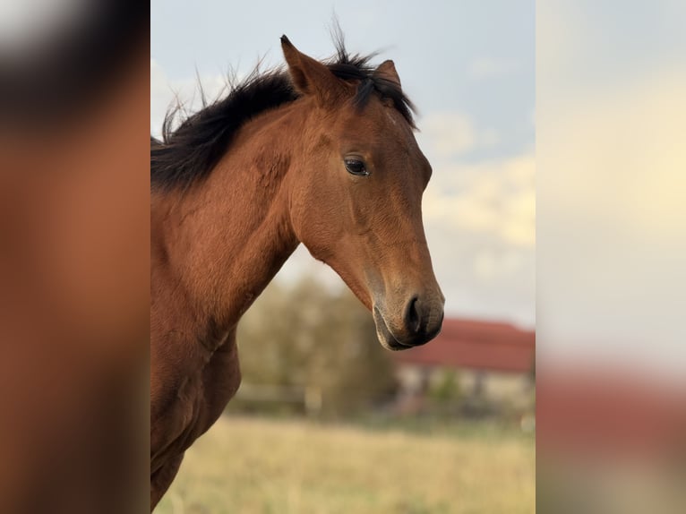 American Quarter Horse Mare Foal (03/2025) 14,2 hh Brown in Kindelbr&#xFC;ck