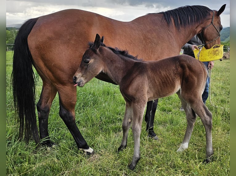 American Quarter Horse Mare  14,2 hh Brown in M&#xFC;glitztal