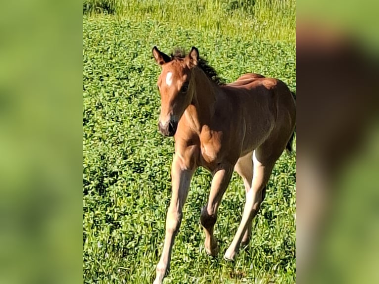 American Quarter Horse Mare Foal (05/2026) 14.2 hh Buckskin in Schlüsselfeld