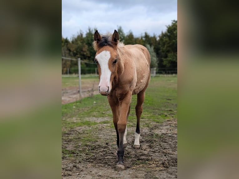 American Quarter Horse Mare Foal (06/2024) 14,2 hh Buckskin in BüttelbornBüttelborn