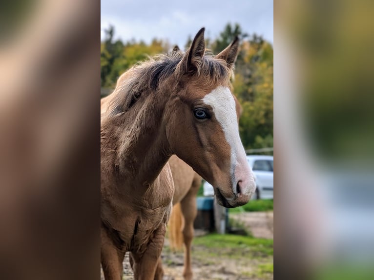 American Quarter Horse Mare Foal (06/2024) 14,2 hh Buckskin in BüttelbornBüttelborn