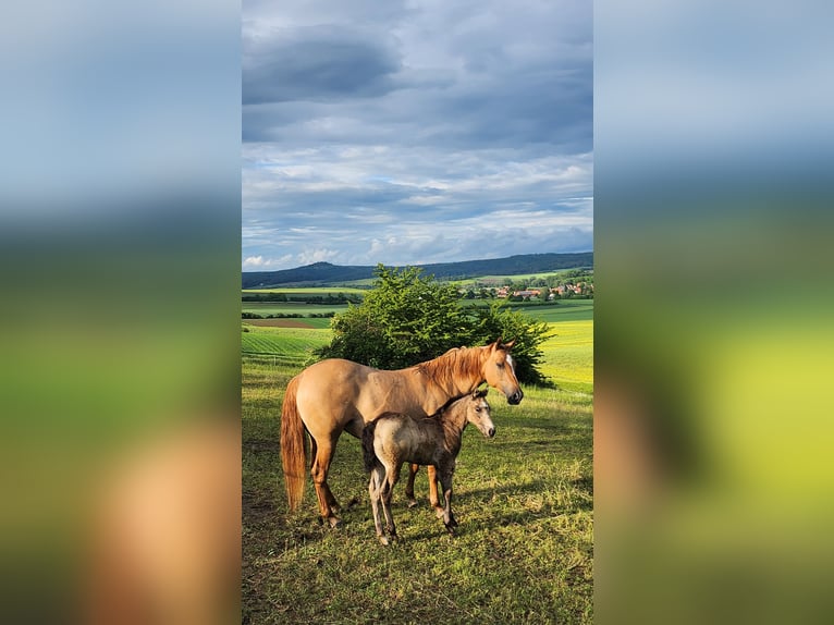 American Quarter Horse Mare Foal (03/2024) 14,2 hh Buckskin in Calden