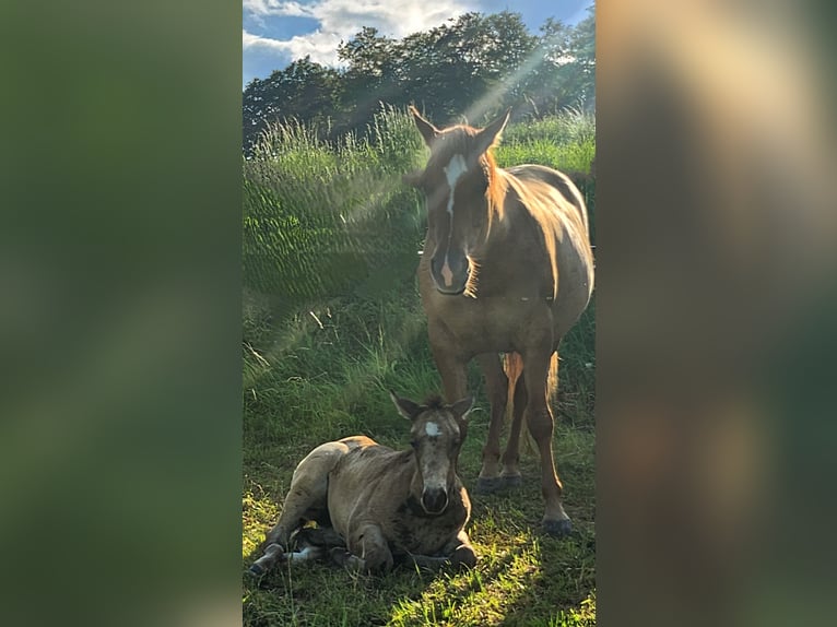 American Quarter Horse Mare Foal (03/2024) 14,2 hh Buckskin in Calden