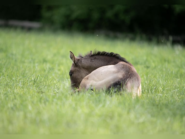 American Quarter Horse Mare Foal (03/2024) 14,2 hh Buckskin in Calden