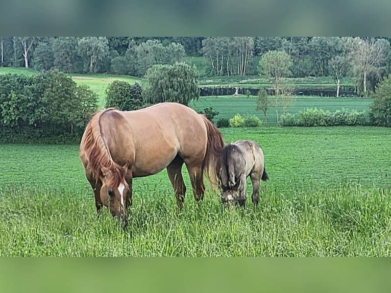 American Quarter Horse Mare Foal (03/2024) 14,2 hh Buckskin in Calden