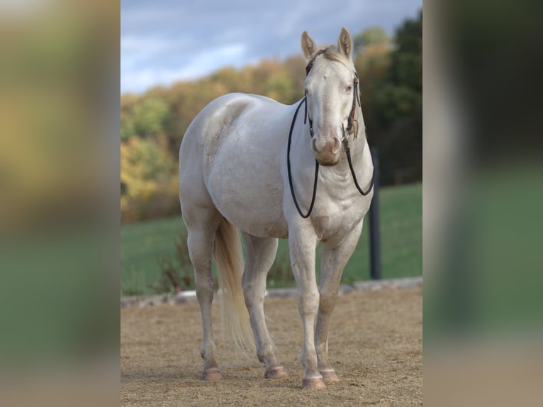 American Quarter Horse Mare Foal (03/2024) 14,2 hh Buckskin in Calden