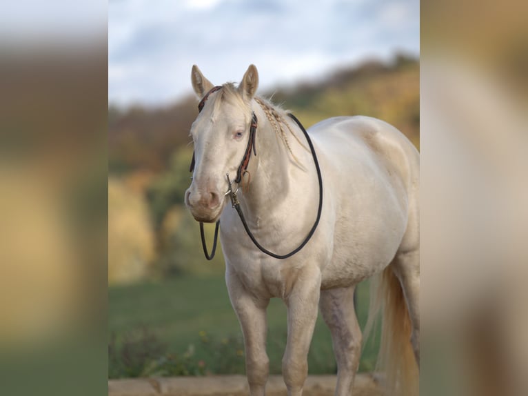 American Quarter Horse Mare Foal (03/2024) 14,2 hh Buckskin in Calden