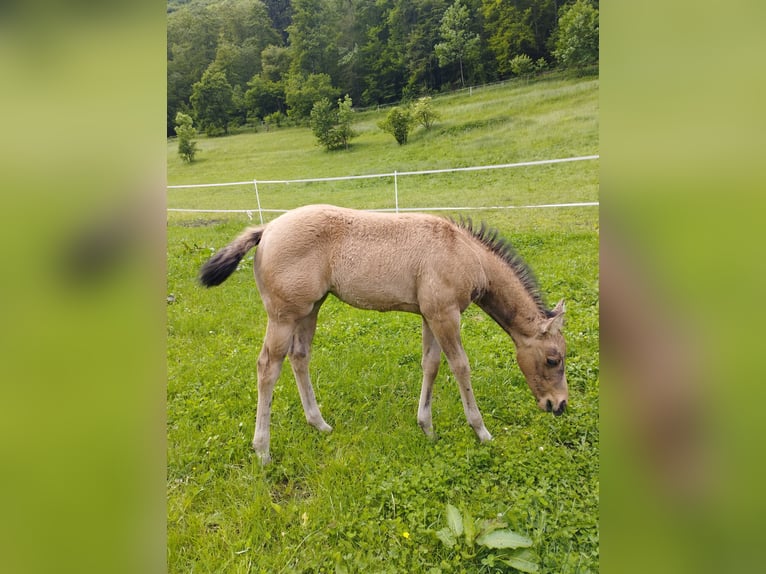 American Quarter Horse Mare Foal (03/2024) 14,2 hh Buckskin in Hülben