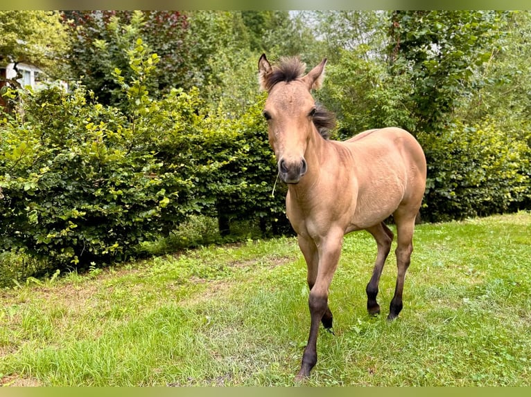 American Quarter Horse Mare Foal (03/2024) 14,2 hh Buckskin in Hülben