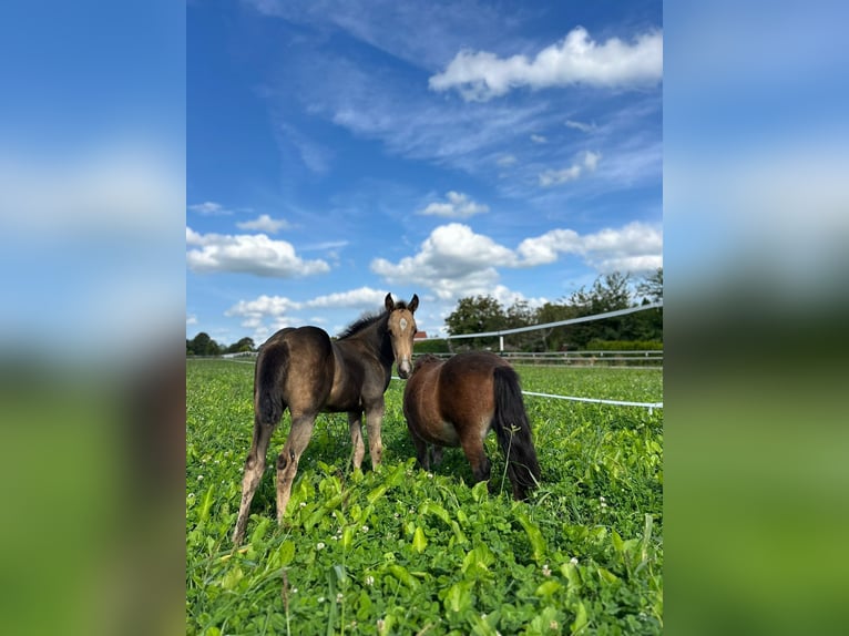 American Quarter Horse Mare Foal (06/2024) 14,2 hh Buckskin in Moormerland