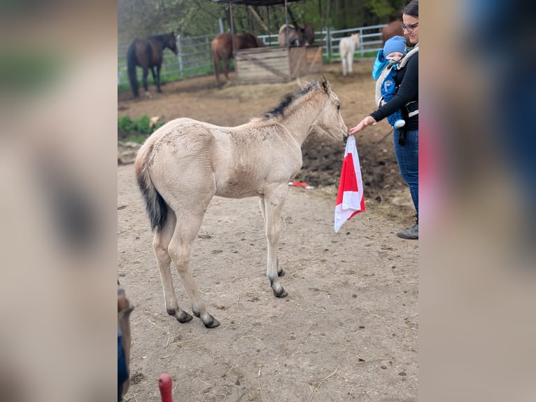 American Quarter Horse Mare Foal (03/2026) 14.2 hh Buckskin in Neukirchen bei Sulzbach-Rosenberg
