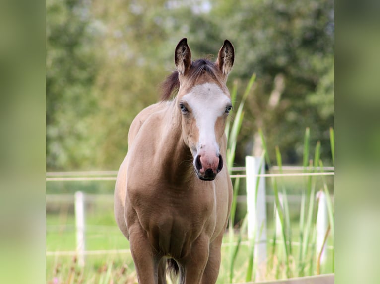 American Quarter Horse Mare Foal (05/2024) 14,2 hh Buckskin in Stade