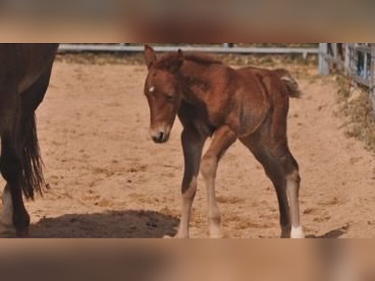 American Quarter Horse Mare Foal (03/2026) 14.2 hh Chestnut-Red in Mehlmeisel