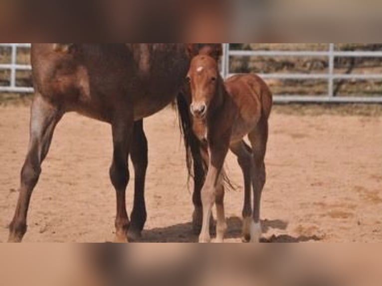 American Quarter Horse Mare Foal (03/2026) 14.2 hh Chestnut-Red in Mehlmeisel