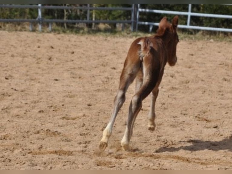 American Quarter Horse Mare Foal (03/2026) 14.2 hh Chestnut-Red in Mehlmeisel