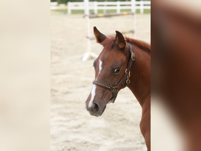 American Quarter Horse Mare Foal (06/2024) 14,2 hh Chestnut-Red in Herne