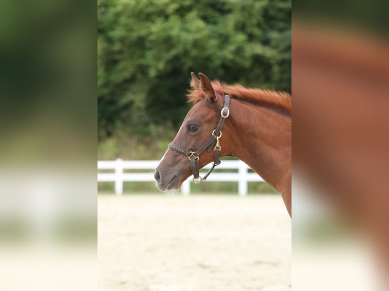 American Quarter Horse Mare Foal (06/2024) 14,2 hh Chestnut-Red in Herne