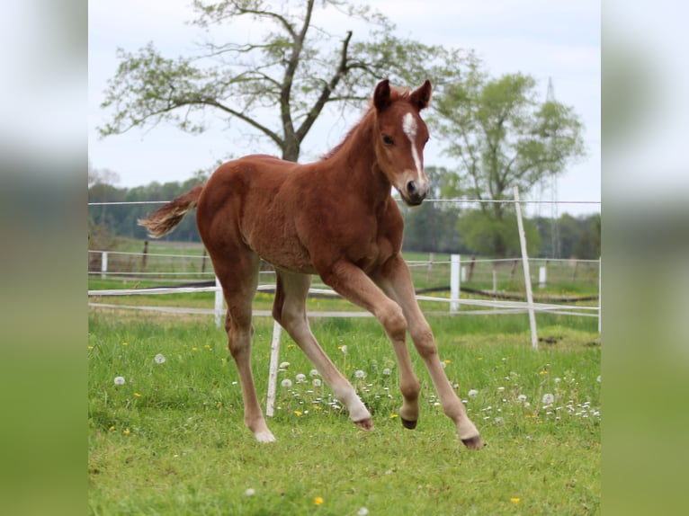 American Quarter Horse Mare Foal (04/2026) 14.2 hh Chestnut-Red in Stade