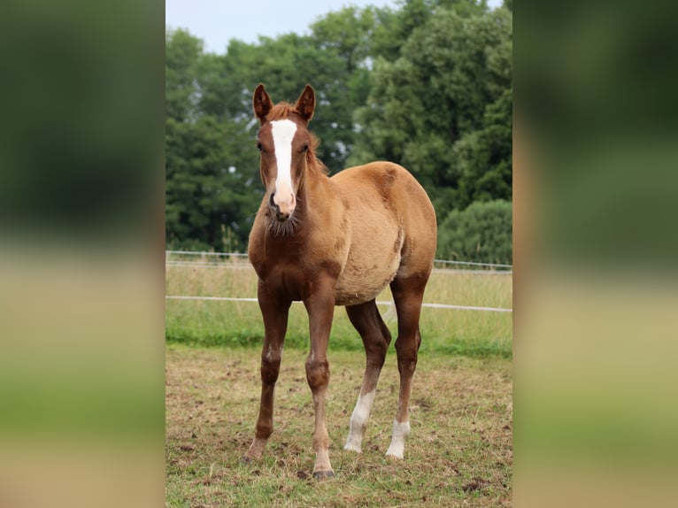 American Quarter Horse Mare Foal (03/2026) 14.2 hh Chestnut-Red in Stade