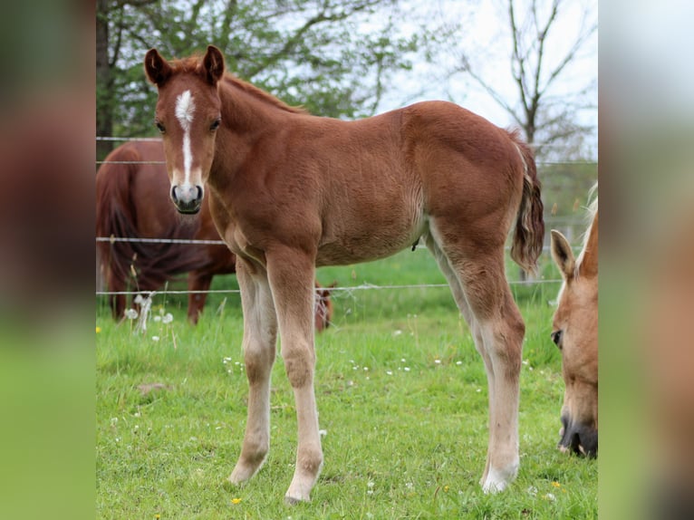 American Quarter Horse Mare Foal (04/2026) 14.2 hh Chestnut-Red in Stade