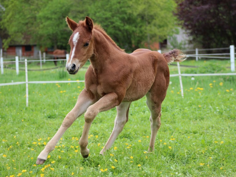 American Quarter Horse Mare Foal (04/2026) 14.2 hh Chestnut-Red in Stade