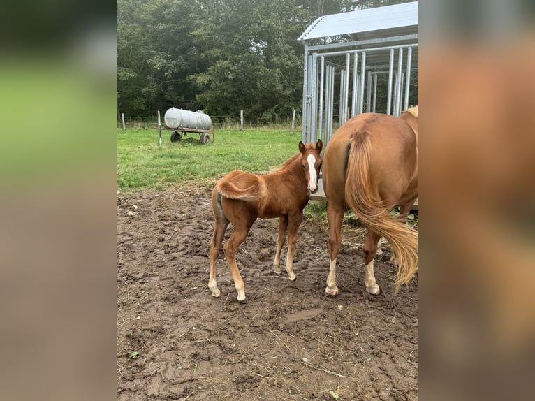 American Quarter Horse Mare  14,2 hh Chestnut-Red in Daleiden