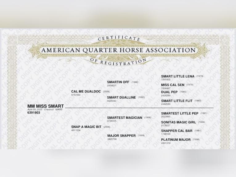 American Quarter Horse Mare  14,2 hh Chestnut in Mehlmeisel