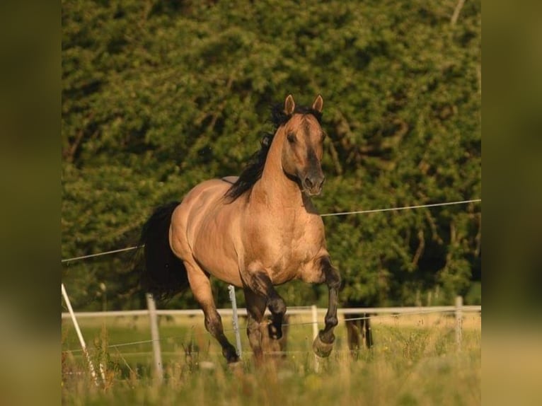 American Quarter Horse Mare Foal (03/2024) 14,2 hh Dunalino in Fichtenau