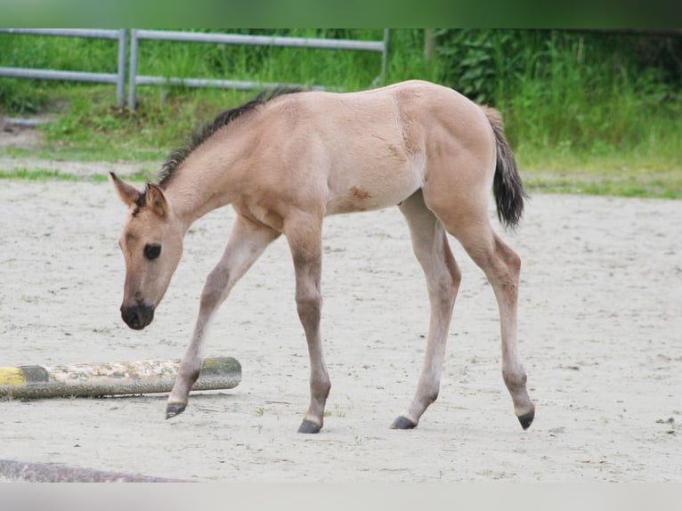 American Quarter Horse Mare Foal (04/2024) 14,2 hh Grullo in Düsseldorf