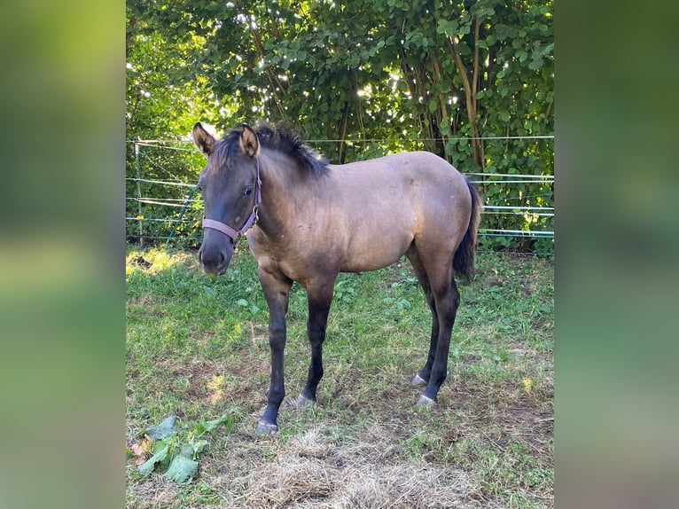 American Quarter Horse Mare Foal (04/2024) 14,2 hh Grullo in Erbendorf