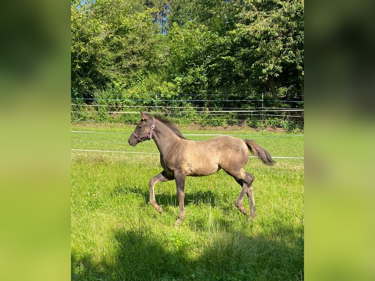 American Quarter Horse Mare Foal (04/2024) 14,2 hh Grullo in Erbendorf