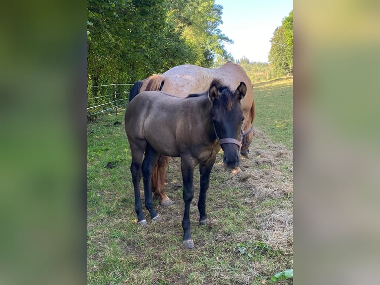 American Quarter Horse Mare Foal (04/2024) 14,2 hh Grullo in Erbendorf