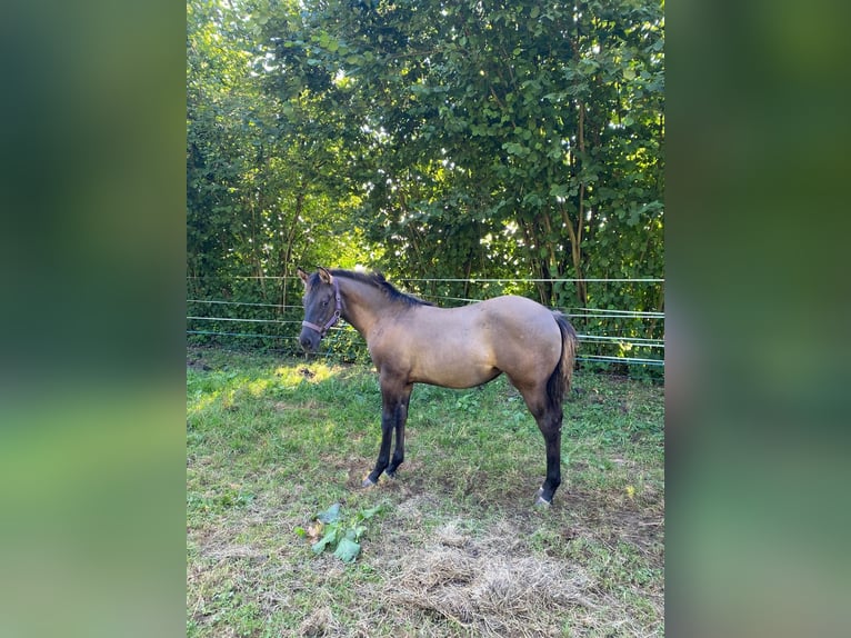 American Quarter Horse Mare Foal (04/2024) 14,2 hh Grullo in Erbendorf