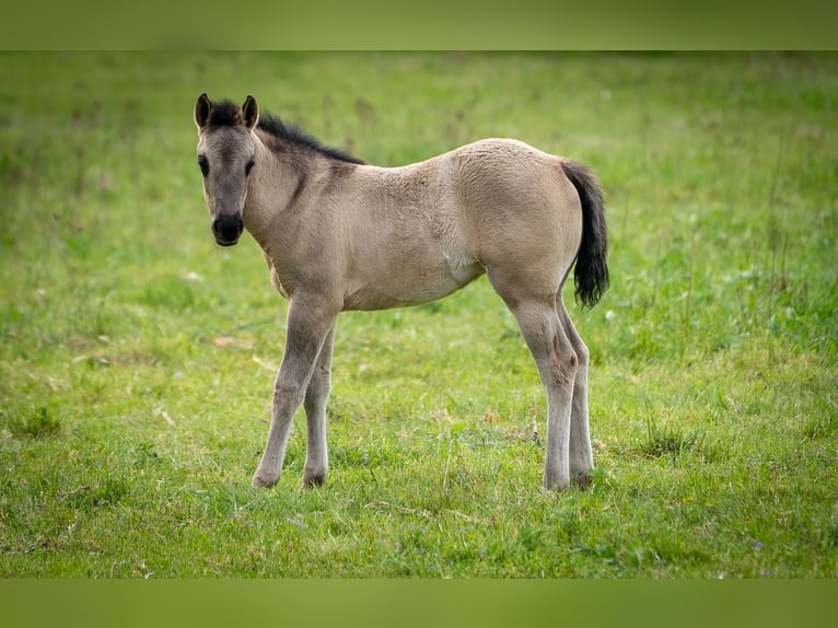American Quarter Horse Mare Foal (01/2026) 14.2 hh Grullo in HohendubrauQuitzdorf am See