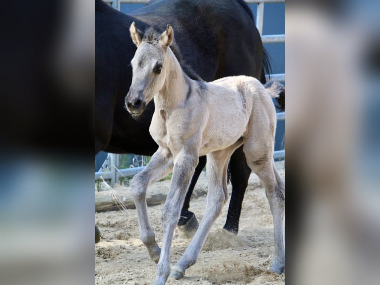 American Quarter Horse Mare Foal (01/2026) 14.2 hh Grullo in HohendubrauQuitzdorf am See