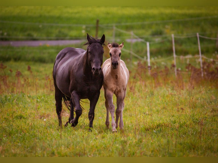 American Quarter Horse Mare Foal (01/2026) 14.2 hh Grullo in HohendubrauQuitzdorf am See