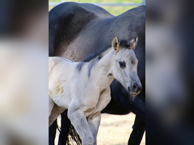 American Quarter Horse Mare Foal (01/2026) 14.2 hh Grullo in HohendubrauQuitzdorf am See