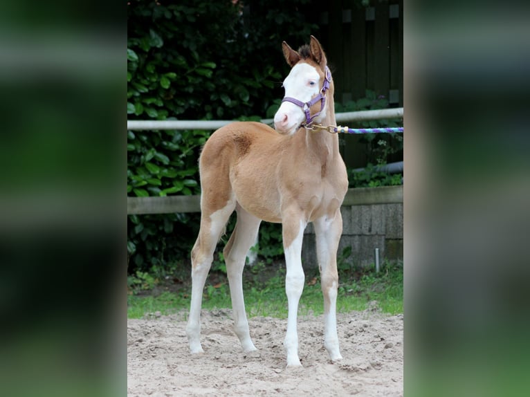 American Quarter Horse Mare Foal (04/2024) 14,2 hh Overo-all-colors in Stade