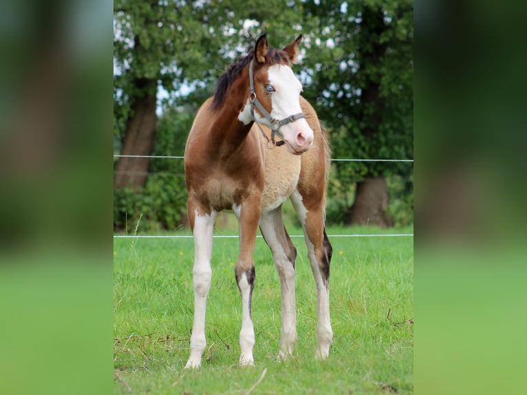 American Quarter Horse Mare Foal (04/2024) 14,2 hh Overo-all-colors in Stade