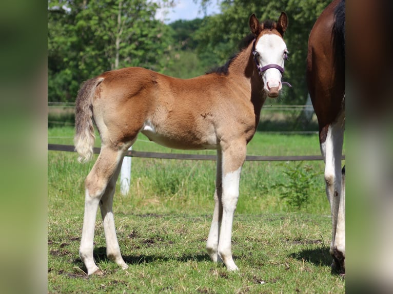 American Quarter Horse Mare Foal (04/2024) 14,2 hh Overo-all-colors in Stade