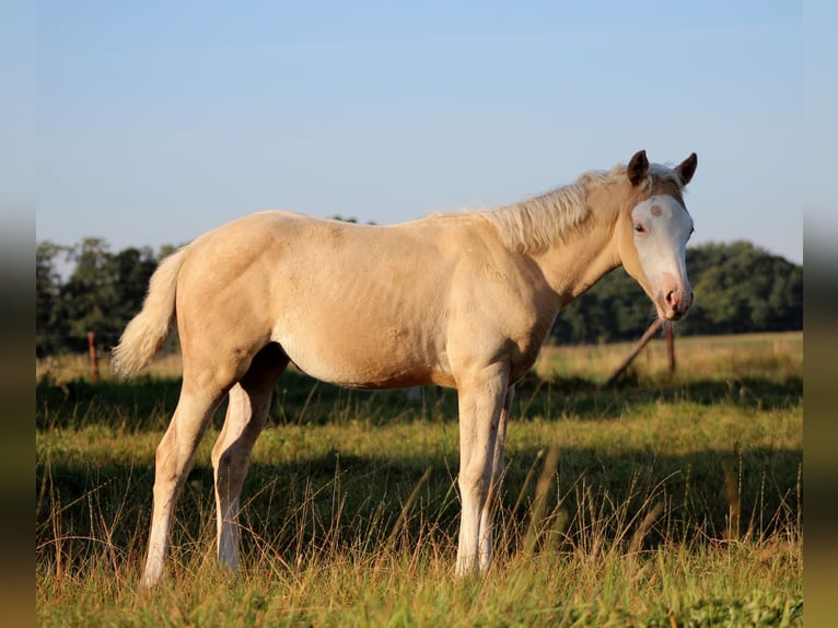 American Quarter Horse Mare Foal (05/2026) 14.2 hh Palomino in Stade