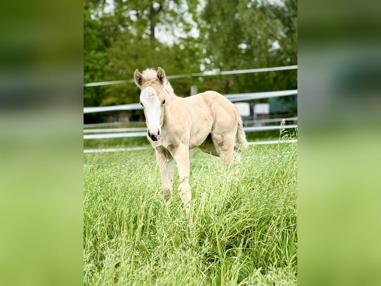 American Quarter Horse Mare Foal (04/2024) 14,2 hh Palomino in Rosengarten