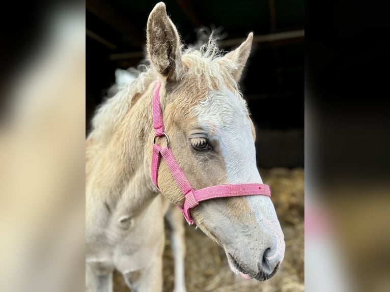 American Quarter Horse Mare Foal (04/2024) 14,2 hh Palomino in Rosengarten