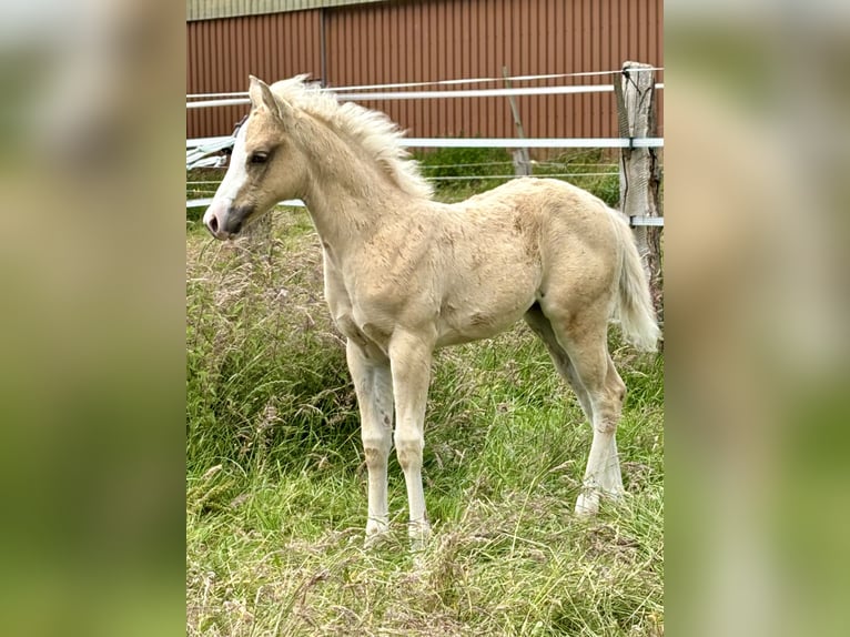 American Quarter Horse Mare Foal (04/2024) 14,2 hh Palomino in Rosengarten